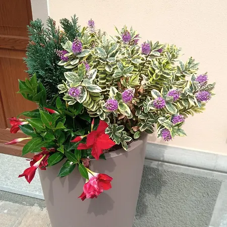 Affittacamere Il Cortiletto 2 *